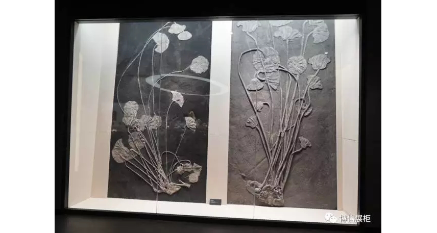 博（bó）物館展櫃